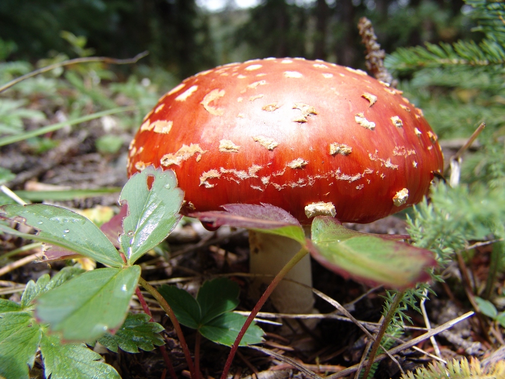 Fly Agaric Mushroom